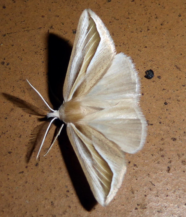 Compsoptera argentaria - Geometridae